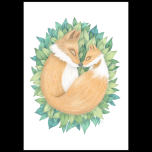 Sleeping foxes