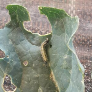 Read more about the article Sommerfugle